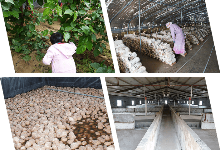 山東綠禾農(nóng)業(yè)綜合開(kāi)發(fā)有限公司